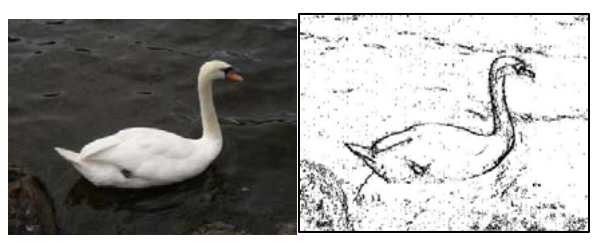 edge_swan